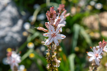 asphodel also king's spear  (Ästige Affodill) Asphodelus ramosus