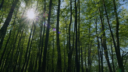 Fototapeta premium Crowns Of Deciduous Forest Trees With Fresh Leafs And Bright Afternoon Sun And Rays. Beautiful Summer Day.