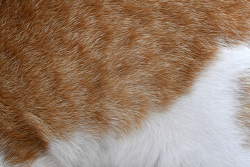 Cat fur texture background. Ginger and white cat fur texture.