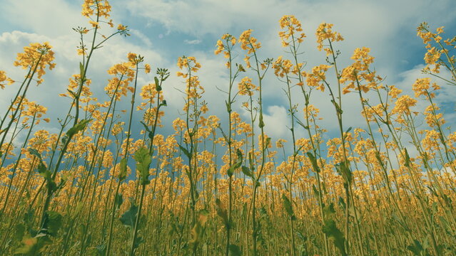 Yellow Flowering Rapeseed Field In Spring Outdoors. Rapeseed Fields Are Blooming Yellow. Yellow Rapeseed Field In Spring. Concept Of Agriculture.