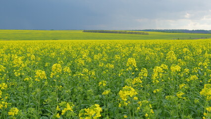 Rural Landscape In Spring Season. Field Of Yellow Rapeseed. Beautiful Scenic Landscape Of Blossoming Yellow Flowers Of Rapeseed On An Agricultural Field.