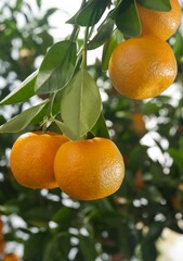 Oranges on a tree branch