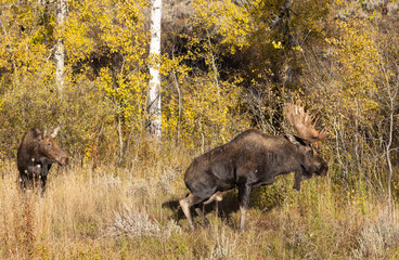 Bull and Cow Moose Rutting in Autumn in Wyoming