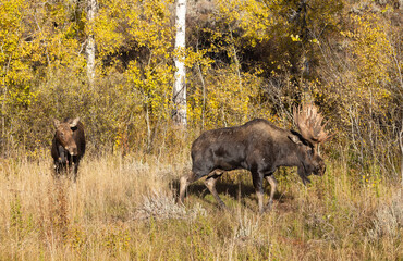Bull and Cow Moose Rutting in Autumn in Wyoming