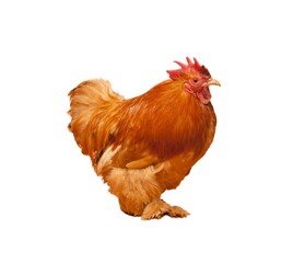 Rooster on white background