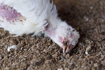 Farmyard Patient Recovering Chicken