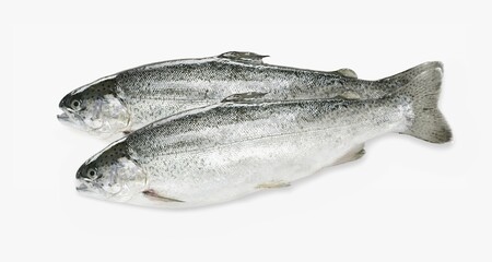 fresh fish on white background