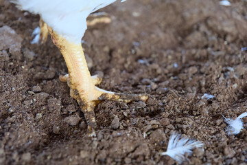 Savory Chicken Leg on Rustic Soil