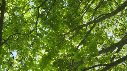 Fototapeta premium Nature Scene With Fresh Leafs. Green Deciduous Trees Against Blue Sky. Canopy Of Tall Trees Frame Clear Blue Sky.