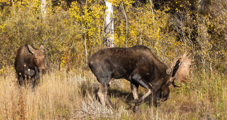 Bull and Cow Moose Rutting in Autumn in Wyoming
