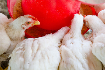 Busy Day at the Poultry Farm