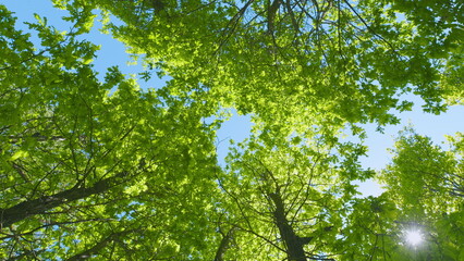 Fototapeta premium Nature Scene With Fresh Leafs. Green Deciduous Trees Against Blue Sky. Canopy Of Tall Trees Frame Clear Blue Sky.