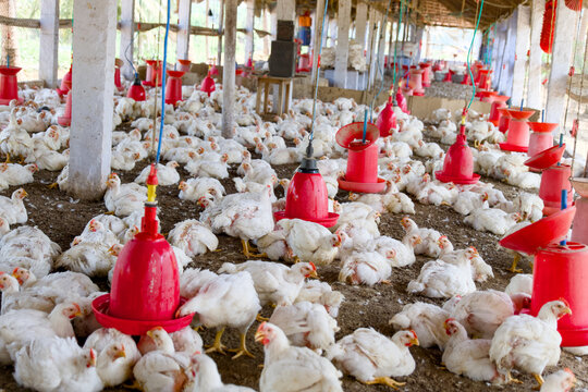 Busy Poultry Farm Chickens at Work