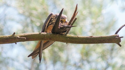 sparrow on branch