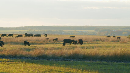 Obraz premium Young black cow on pastures. Black angus cows as herd. Sunset on countryside. Static view.