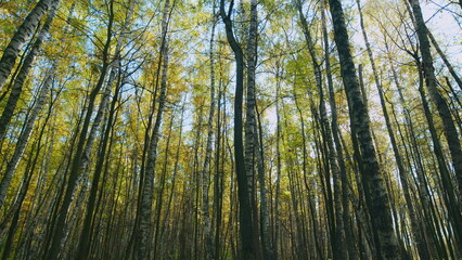 Beautiful forest. Scenic autumn panorama with sun shining through gold foliage. Pan.