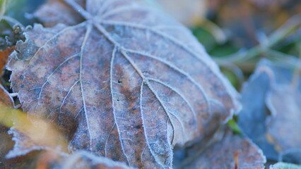Autumn leaves covered in early morning frost. Beauty of nature. Rack focus.
