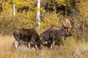 Bull and Cow Moose Rutting in Autumn in Wyoming