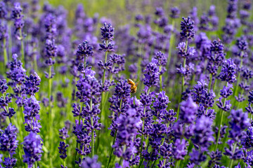 Naklejka premium 幌見峠のラベンダー（北海道札幌市中央区円山西町）