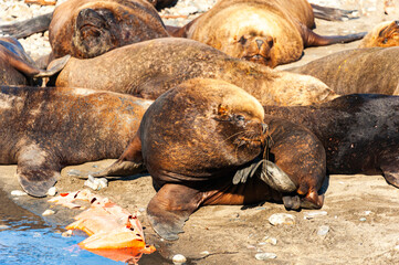 Colony of sea lions on the beach