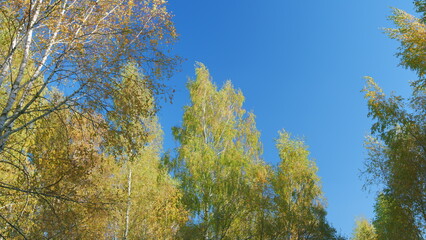 Yellow autumn leaves in forest. Sunny day weather. Autumn trees. Low angle view.
