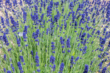 Lavandula angustifolia aka Imperial Gem Lavender in a field