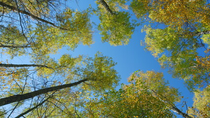 Obraz premium Autumn background. Treetops in full autumn color. Yellow autumn leaves against blue sky. Wide shot.