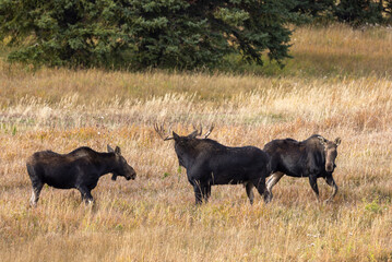 Bull Moose With Cows During the rut in Autumn in Wyoming