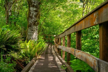 Fototapeta premium Forest trail bridge