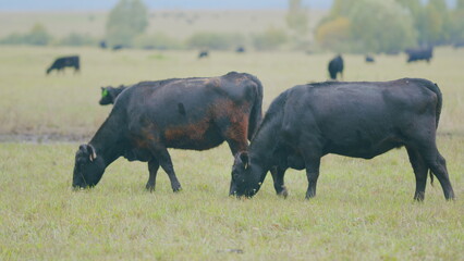 Obraz premium Agricultural industry. Black cow eats grass on a farm field. Cattle in pasture. Selective focus.