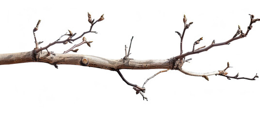 Dry tree twig and branch with knots isolated on white background