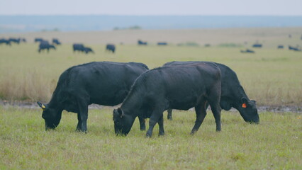 Fototapeta premium Adult black cow eating grass in a meadow. Cute black cow in pasture. Selective focus.