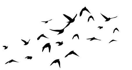 Flying birds silhouette flock. hand drawing. Not AI, Vector illustration