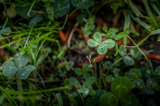 Lucky 4 leaf clover
