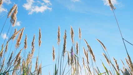 Reed in meadow sways. Calm peaceful picture of warm weather nature. Setting sun illuminates plants. Low angle view.