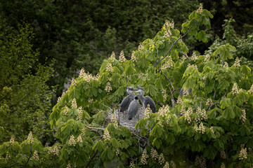 Grey herons on the nest feeding their chicks. Colony of herons during spring time. Grey bird who hunt fish. Small heron's chicks on the nest. 