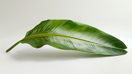 Fototapeta premium Leaf from a banana plant
