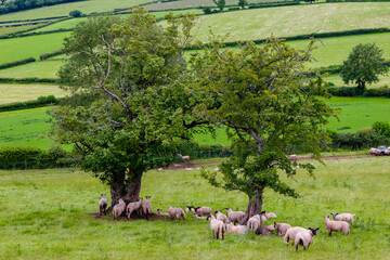 Obraz premium Sheep and lambs on a Welsh hillside in the Brecon Beacons National Park