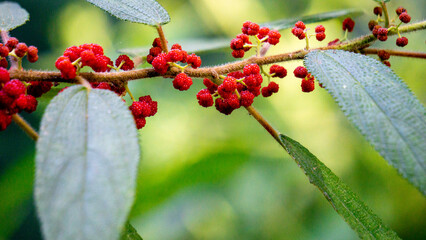 Debregeasia longifolia, Orange Wild Rhea, Haikaeng Thing, Totongoan. We can use it as a survival plant, namely to survive when there is a shortage of food.