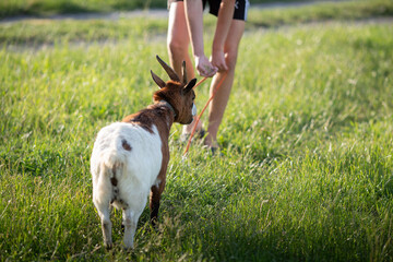 Ziege futtern auf der Wiese