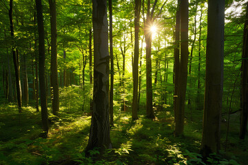 Obraz premium Sunlight filtering through dense green forest trees