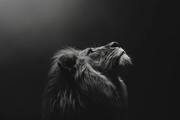 lion in black and white © darshika