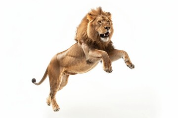 Male lion leaping in white background. © darshika