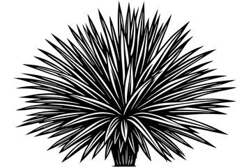 black yucca rostrata vector illustration