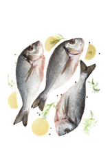Top view of three raw scrubbed fish and lemon circles with dill and pepper on a white background.