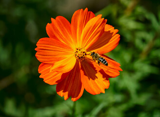 A close-up of a vibrant orange cosmea flower with a bee collecting nectar, set against a blurred green background, capturing the beauty and essence of nature and pollination.