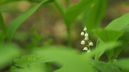 Obraz premium Blossoming flowers of lily of valley swaying in light wind outdoors in summer forest. Slow motion.