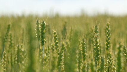 Green wheat field, ears of wheat swaying from gentle wind. Grain harvest ripens in summer. Close up.