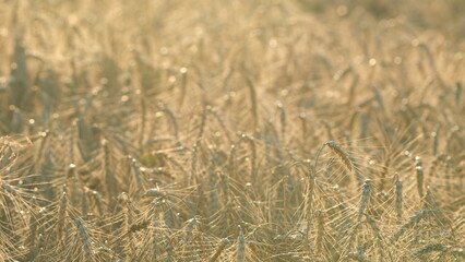 Wheat field landscape. Rising wheat prices in europe. Field of wheat in a summer day. Bokeh.