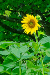 Sunflower Blossom and Bud